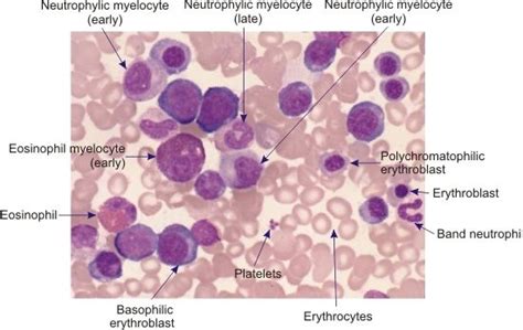 an image of the cells and their functions