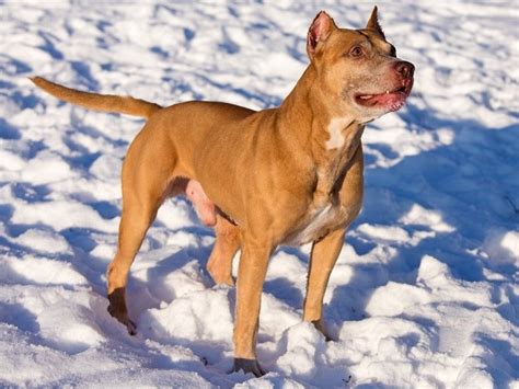 American Bull Terrier Puppies