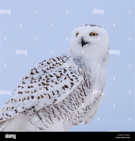 Snowy Owl Portrait Stock Photo Alamy