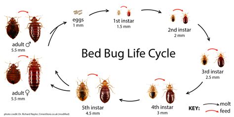 Ysk How To Identify Bed Bugs Accurately Youshouldknow