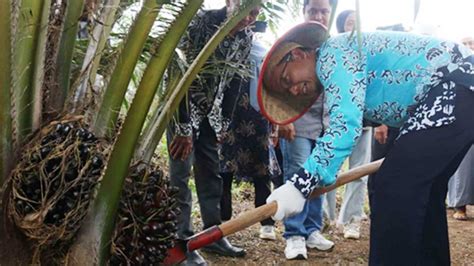 Palm Oil News Regent Of Bangka Tengah Did Palm Oil Harvest And