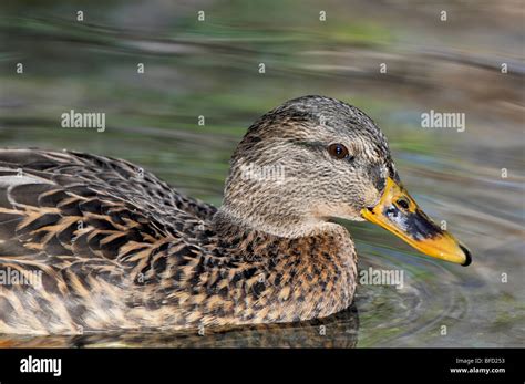 Canards femelles Banque de photographies et dimages à haute résolution