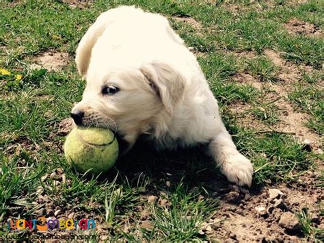 Golden Retriever Puppies for Adoption