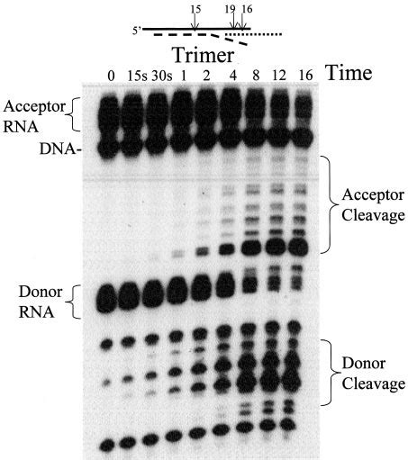 Autoradiogram Of Time Course Cleavage Of The Trimer Isolated Trimer