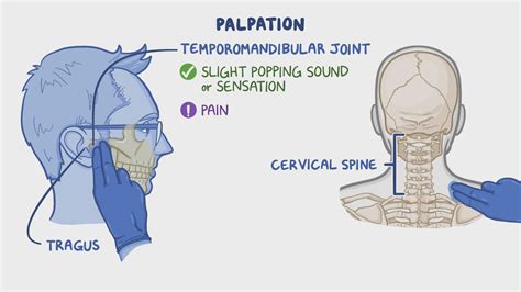 Assessment Of Musculoskeletal System Osmosis Video Library