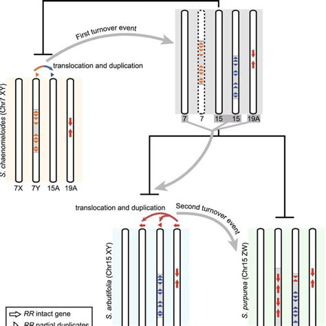 Hypothetical Model For Two Sex System Turnover Events 7xy→15xy Download Scientific Diagram