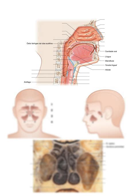 SOLUTION Aula 9 Prancha Sistema Respirat Rio Anatomia Studypool