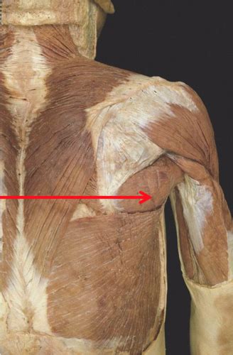 Scapular And Pectoral Regions Flashcards Quizlet