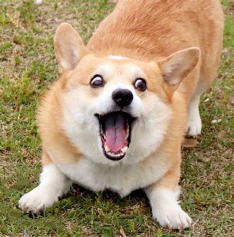 This Corgi Has Perfectly Hilarious Expressions For Every Occasion And ...