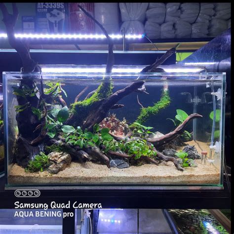 Jual Aquascape Full Set 60x30x30 Natural Lengkap Filter Dan Lampu Led