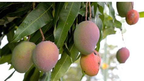 The Best Fruits To Grow In Kenya Agcenture