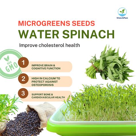 Non Gmo Water Spinach Microgreens Seeds 100g Waterandplant