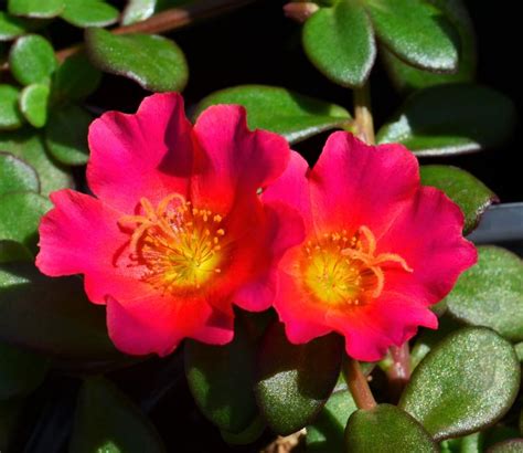 Portulaca Portulaca Oleracea Dark Pink From Hillcrest Nursery