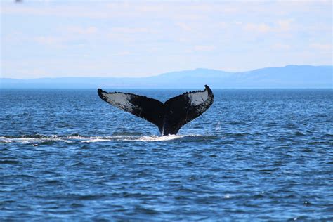 Best Whale Watching Tours in Puerto Vallarta - Take Me To Puerto Vallarta