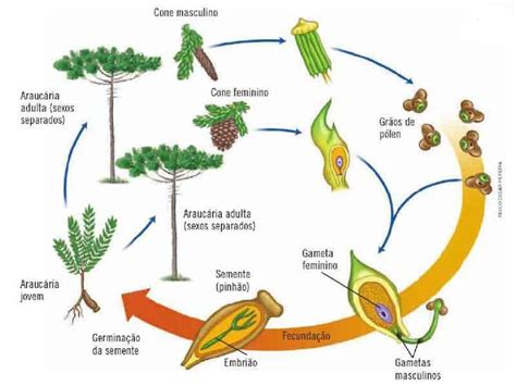 Plantas Gimnospermas Exemplos - Gimnospermas E Angiospermas Caractersticas Reproduo E Exemplos