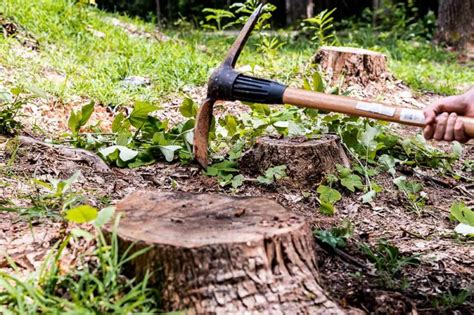 D Truire Rapidement Une Souche Darbre Sans Produit Chimique Et