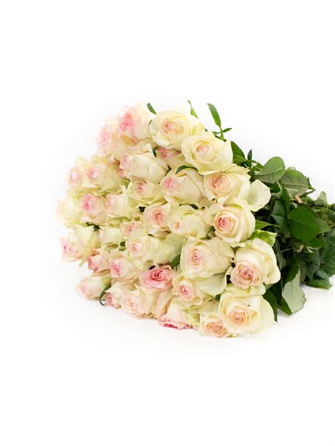 Rožės Sweet Jumilia 50 cm 238036