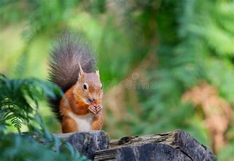 Red Squirrel Eating Nut On A Tree Log Stock Image Image Of Behaviour