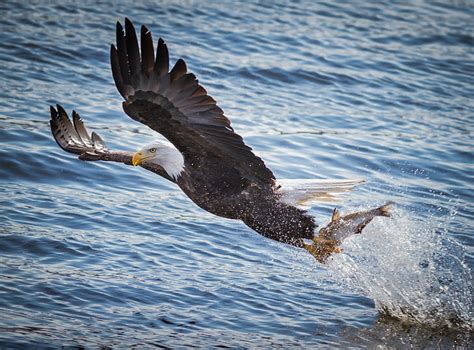 Hd Wallpaper African Fish Eagle Haliaeetus Vocifer It Is The National