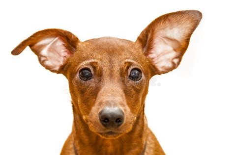 Portrait of Red Miniature Pinscher Stock Image - Image of show, groomed: 105878901