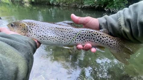 Fishing For Stocked Holdover Trout Monocacy Creek Pa Youtube