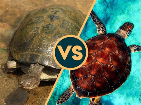 Terrapin vs Turtle — What’s the Difference?