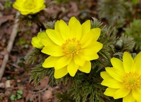 フクジュソウ 福寿草 花言葉・誕生花