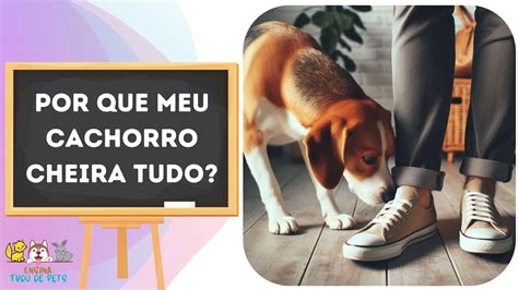 Ensina Tudo De Pets O Seu Manual De Informa Es O Lugar Perfeito