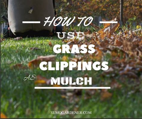 How To Use Grass Clippings As Mulch Easily - Sumo Gardener