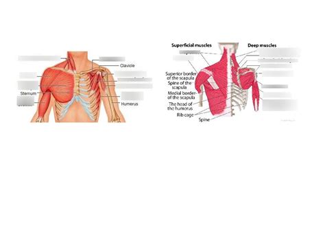 MMT Shoulder- Exam 2 Diagram | Quizlet