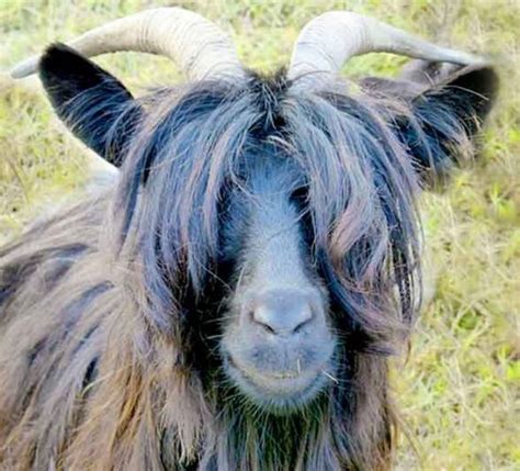 50+ Best Goat Haircuts (2024 Guide)