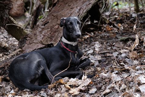 10+ Greyhound Colors: All About This Dog's Coat