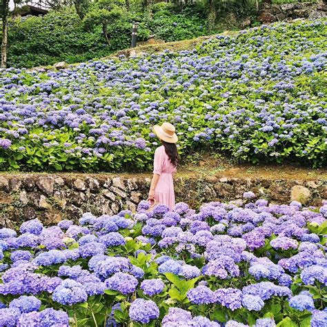 【新北】免收門票！隱藏「北宜公路」上夢幻繡球花祕境，萬株繡球花繽紛綻放，觀景台遠眺龜山島、蘭陽平原賞景超愜意 好想去喔