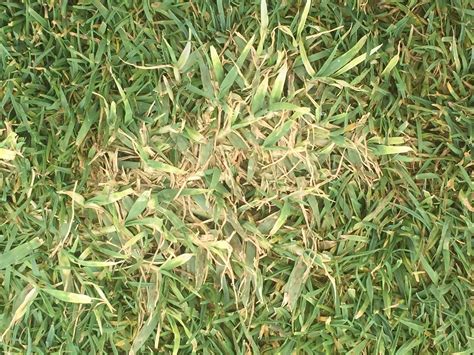 Common Bermuda Grass Weeds