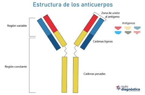 Estructura De Un Anticuerpo Dinami