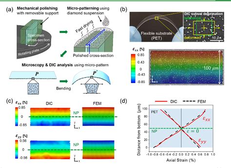 Figure From Direct Visualization Of Cross Sectional Strain