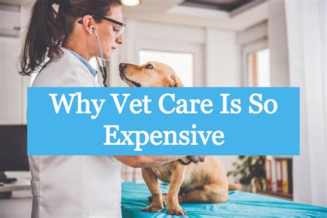 Why Vet Care Is So Expensive Info Captain