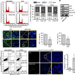 Cancer Cells Internalized Efficiently HESCs Exo A Exosomes Were