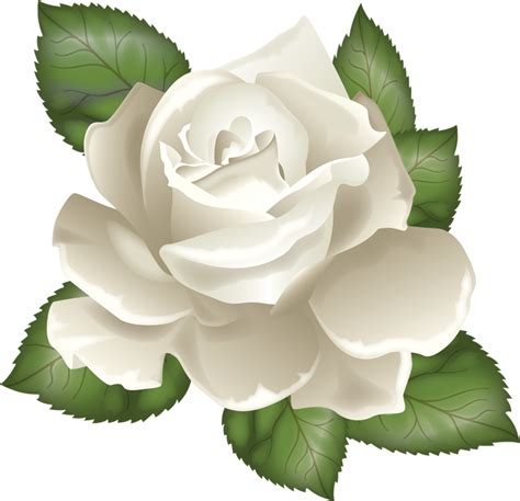 Download Photo From Album розы On Yandex White Rose Vector Png Png Image With No Background