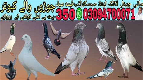 Joron walay kabootar for sale بہت ہی اعلی پروازی Lahorepigeons86