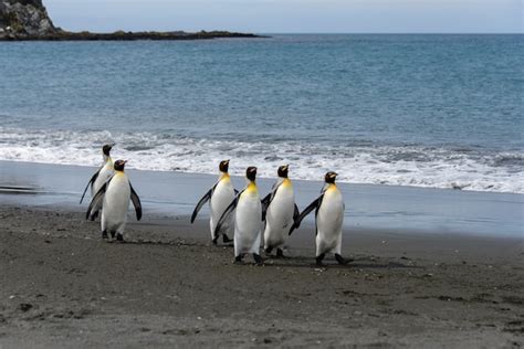 Premium Photo | King penguins on south georgia island