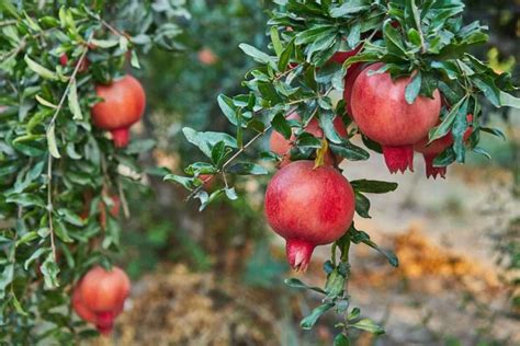 Wie Isst Man Einen Granatapfel Der Huerta Blog