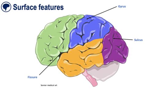 Neurology And Neuroscience Flashcards Quizlet