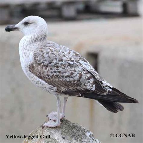 Yellow-legged Gull (Larus michahellis) - YLGU