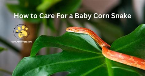 How to Care For a Baby Corn Snake [baby corn snake care tips for ...