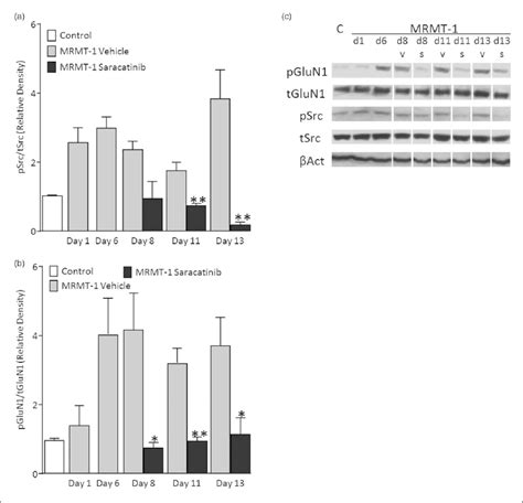 Saracatinib Inhibits Glun Phosphorylation In Spinal Dorsal Horn