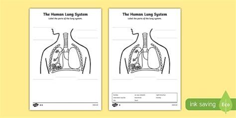 Human Body Lungs Diagram Labelling Worksheet Activity Sheet