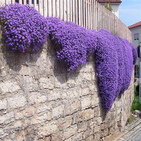 Plante Couvre Sol Un Tableau De Couleurs Naturelles Dans Votre Jardin