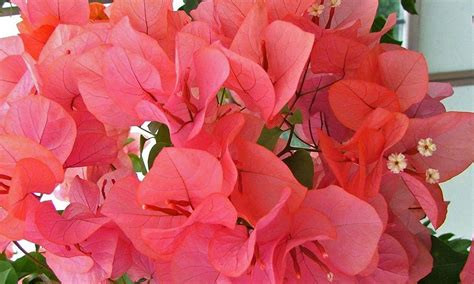 Bougainvillea X Buttiana ‘miss Manila Bougainvillea ‘miss Manila