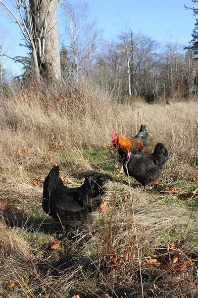 Le Grand Chicken Canada Grade Eh Farms